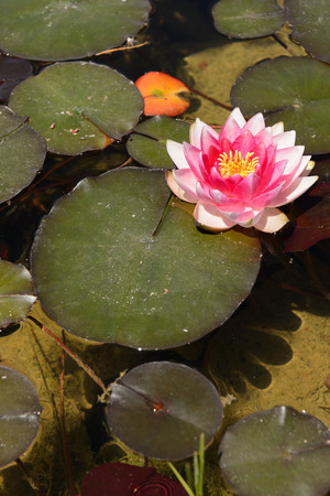 Nymphaea spp o Nenufar, planta de agua exotica que desarrolla flores estrelladas. Originaria de Africa y Asia.の写真素材
