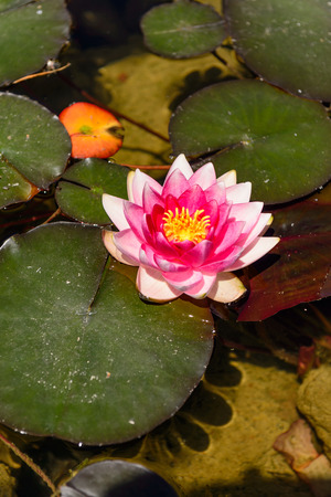 Nymphaea spp o Nenufar, planta de agua exotica que desarrolla flores estrelladas. Originaria de Africa y Asia.の写真素材