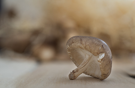 Shitake mushroom , very healthy. Horiental typical foodの写真素材
