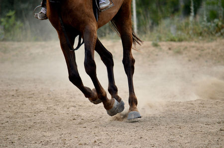 running horse