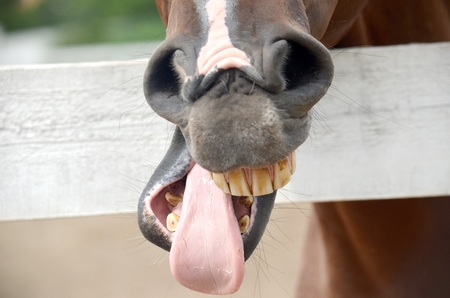 horseの写真素材