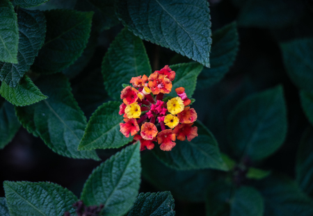 Small colorful flowers on green leavesの写真素材