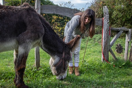 Young girl with long hair caressing a brown donkey on the grass in a rural settingの写真素材