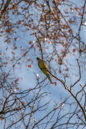 Green Parakeet in the branches of the trees in front of the blue sky in a public parkの写真素材