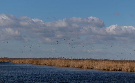 Landscape of marshes and plants with birds furrowing the sky in cloudy dayの写真素材
