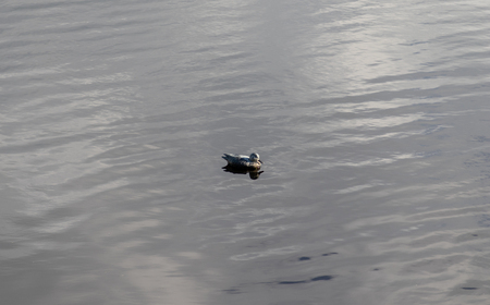 Duck swimming in a lake with reflectionの写真素材