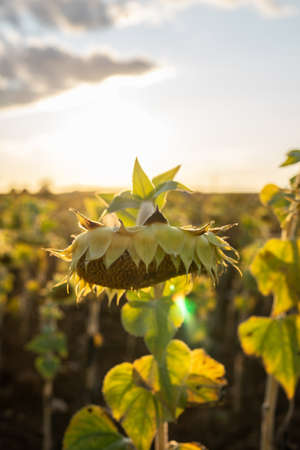 Sunflower in the field at sunset. Sunflower cultivation in Guadalajara, Castilla la Mancha, Spainの写真素材