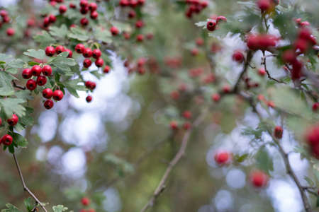 Tree with beautiful red fruits. Outdoor plants with green leaves and red berries.の写真素材