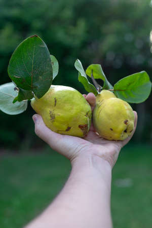 Hands in the foreground picking up two freshly picked quinces from the tree. POV.の写真素材