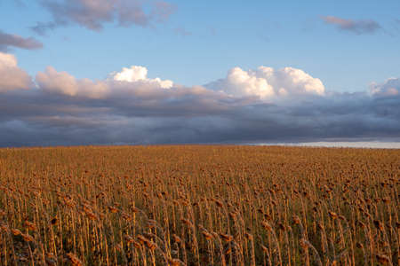 Sunflower cultivation in the field. Agriculture farm in Guadalajara, Castilla la Mancha, Spainの写真素材