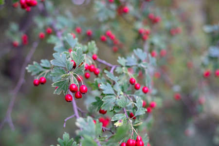 Tree with beautiful red fruits. Outdoor plants with green leaves and red berries.の写真素材