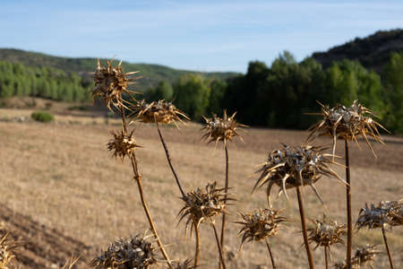 Dried thistle flowers in the field outdoorsの写真素材