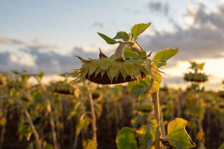 Sunflower in the field at sunset. Sunflower cultivation in Guadalajara, Castilla la Mancha, Spainの写真素材