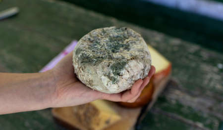 Hand holding a cheese with a moldy rindの写真素材