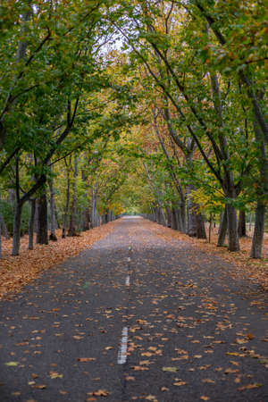 Autumnal road surrounded by large trees of yellow and green colors and fallen leaves on the groundの写真素材