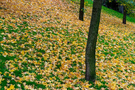 Autumn scene of fallen multi-colored birch leaves on green grassの写真素材