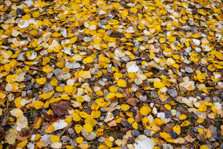 Pretty forest floor covered in fallen yellow and white leaves in the fall. Birch leaves.の写真素材