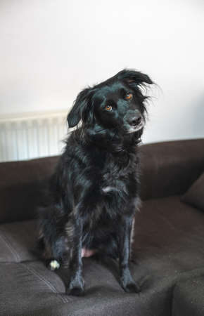 Beautiful black dog elegantly sitting on the sofa at home. Border collie mix dog.の写真素材