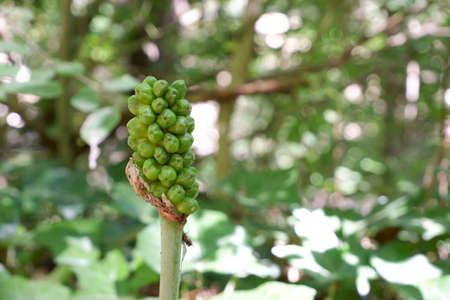 Pine nut during spring in the tree