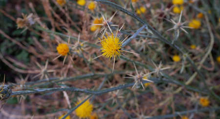 Yellow thistle in the forest