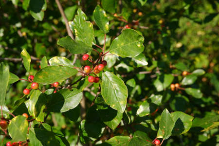 Wild red berry in the forest