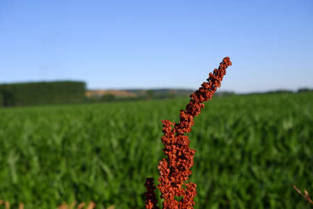 Wild plant with green field and blue sky behind