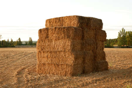 Wheat stack in the middle of a field during summerの写真素材