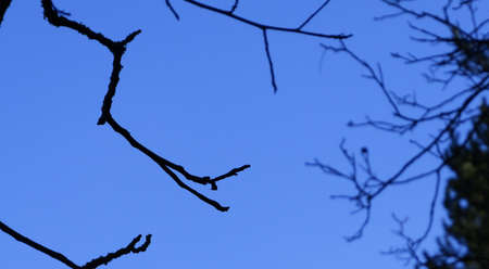 Tree's branches without leafs with blue sky behindの写真素材