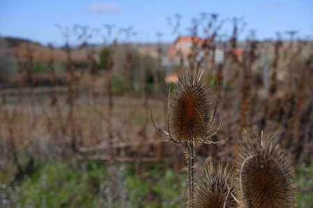 Wild thistle in the country side with sky behindの写真素材