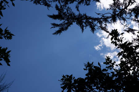 Tree branches with blue sky behindの写真素材