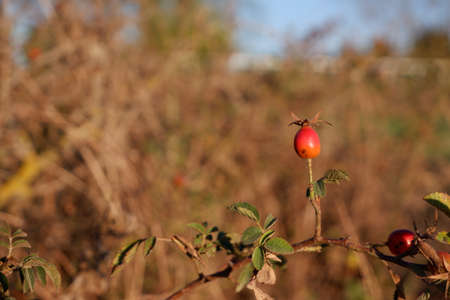 Wild red rose hip in the forestの写真素材