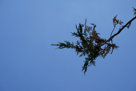 Tree branches with blue sky behind