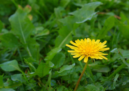 Yellow dandelion closeup with grass behind