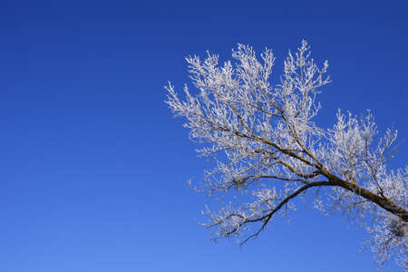 Tree with frozen branches with blue skyの写真素材