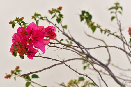 Red Adenium in parkの写真素材