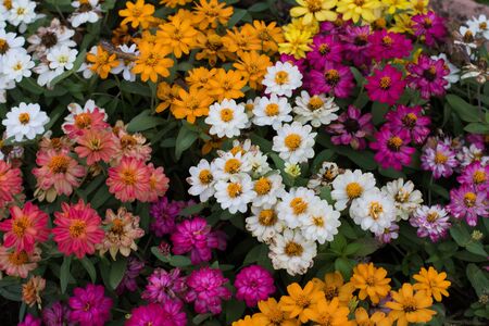 Colorful flowers in parkの写真素材