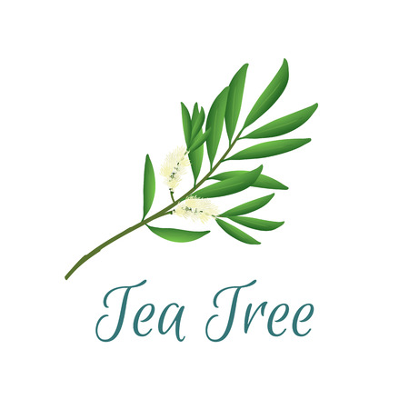 illustration with tea tree, also named like Malaleuca alternifolia, used in aromatherapy and medicineのイラスト素材
