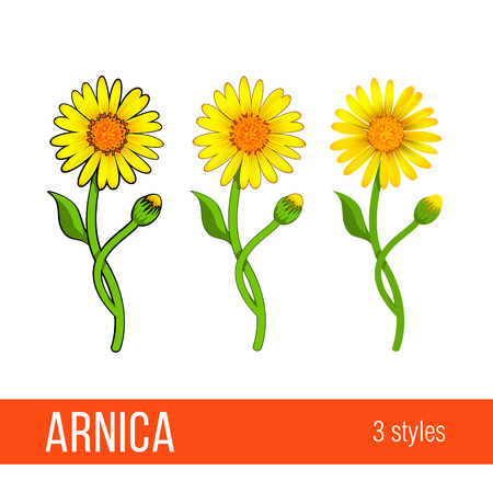 Arnica floral design element. Set of images with different styles - cartoon, semi realistic, with or without strokes. Flowers with leaves, buds and branches. Aromatherapy, herbal, medical ingredient.のイラスト素材