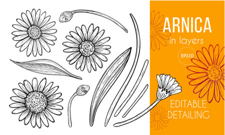 Arnica floral engraving design elements. Set of hand drawn flowers, leaves and buds. Aromatherapy ingredient, herbal, spice, medical, cosmetic itemのイラスト素材