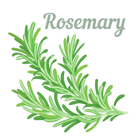 A fluffy sprig of fresh fragrant rosemary. Solid color illustration, no stroke. Simple designのイラスト素材