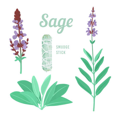 Sage or Salvia herb with purple flowers. Smudge stick. vector illustration. Botanical design elements.のイラスト素材