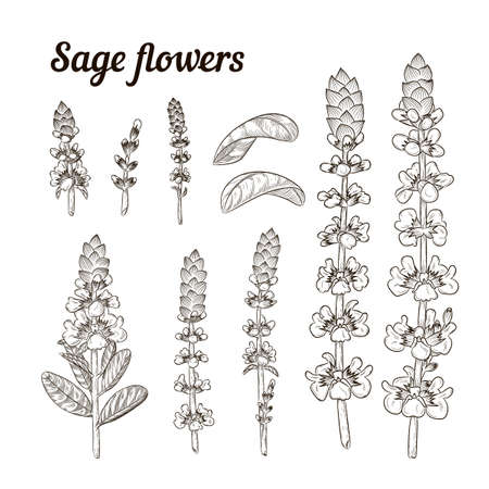 Sage or Salvia flower set. vector line illustration. Design hand drawn elementsのイラスト素材