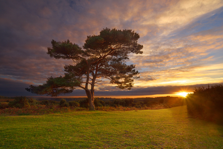 Bratley View Tree, probably the most famous tree in the New Forest. This image was taken on a warm october evening, during one of the most beautiful sunsets I'v ever seen.の写真素材