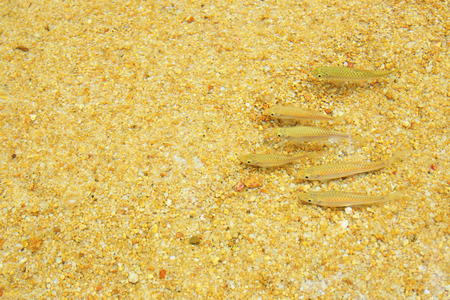 small freshwater fish in the riverの写真素材