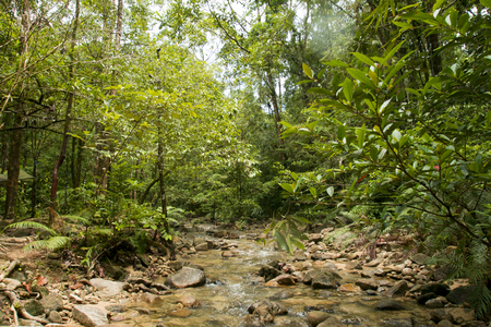 Tropical rainforest, Chemerong Berembun Langsir, CBL, malaysia
