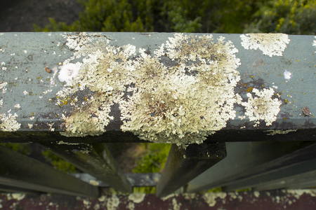 close-up on lichen growing on wooden handrailの写真素材