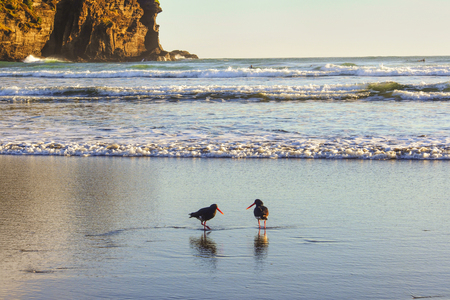 A pair of oystercatcher searching for food on the beachの写真素材