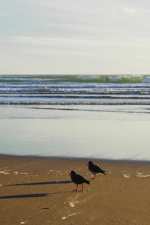 A pair of oystercatcher searching for food on the beachの写真素材