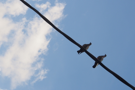 Two pigeons resting on a electric cable with blue sky background