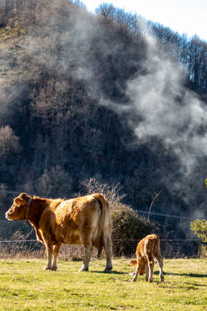 Cow and calf in nature.の写真素材